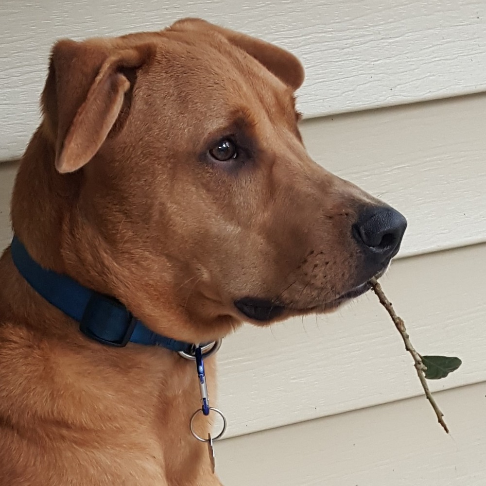 Meet your Posher, Joseph